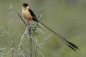 Shaft-tailed Whydah-0779.jpg